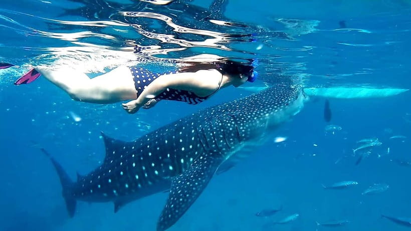 Cebu Oslob: Whale Shark Watching Experience - Getting Up at 2 AM: How the Oslob Trip Starts