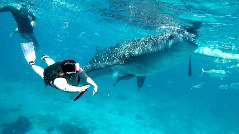 Cebu Oslob: Whale Shark Watching Experience - The Oslob Break: Coffee, Snacks, and Optional Add-Ons