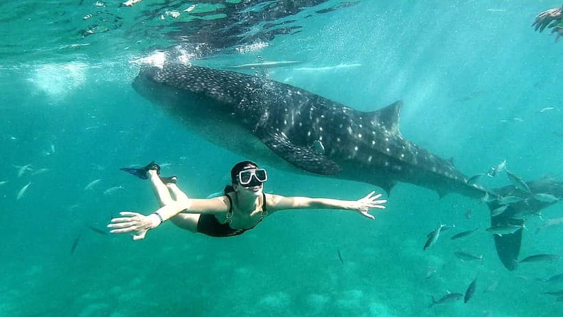 Cebu Oslob: Whale Shark Watching Experience - Price and Logistics: Is $86 Good Value?