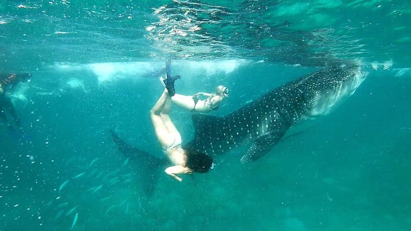 Cebu Oslob: Whale Shark Watching Experience - Who This Tour Fits Best (and Who Should Skip It)