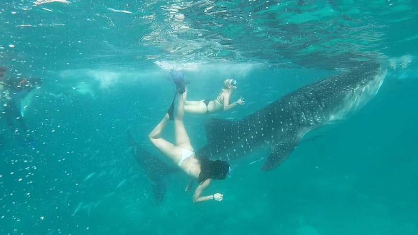 Cebu Oslob: Whale Shark Watching Experience - FAQ