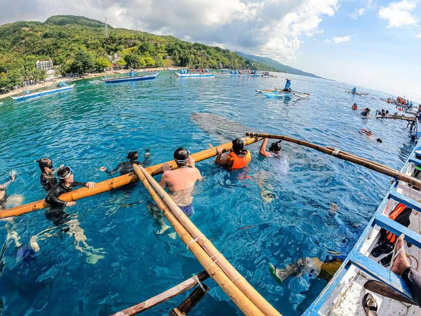 Cebu: Oslob Whale Sharks, Moalboal Sardine Run & Turtles - Key Highlights Worth Pinning to Your Map