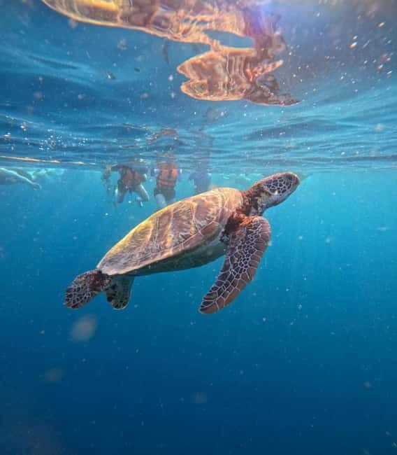 Cebu: Oslob Whale Sharks, Moalboal Sardine Run & Turtles - The Full Itinerary: Early Pickup to Late Return (10–14 Hours)