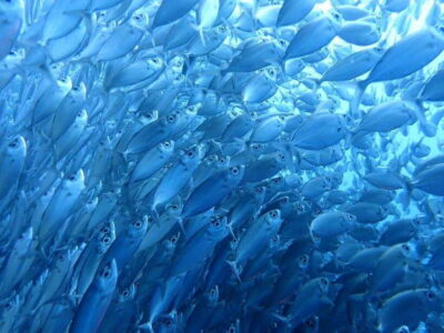 Cebu: Oslob Whale Sharks, Moalboal Sardine Run & Turtles - Moalboal Sardine Run + Sea Turtles: The Beach Snorkeling Advantage