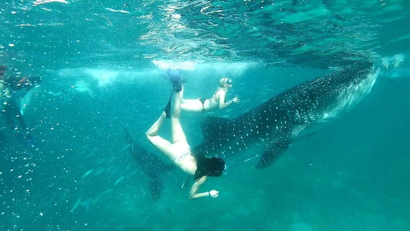 Cebu: Oslob Whale Sharks, Tumalog Falls & Sardine Snorkeling - FAQ