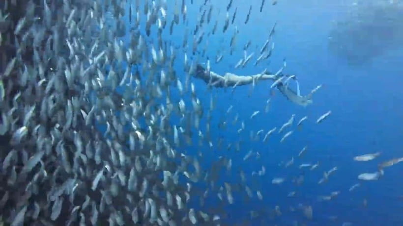 Cebu: Oslob Whale Sharks, Tumalog Falls & Sardine Snorkeling - Tumalog Falls: the short trek-and-swim break you’ll remember