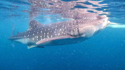 Cebu: Oslob Whale Sharks, Tumalog Falls & Sardine Snorkeling - Oslob whale sharks: what to expect when the giants show up