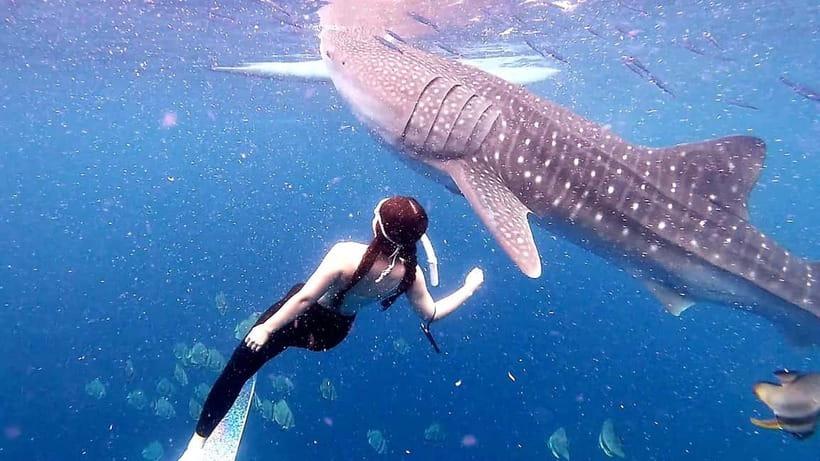 Cebu: Oslob Whale Sharks, Tumalog Falls & Sardine Snorkeling - Moalboal snorkeling: sardine run magic plus sea turtles