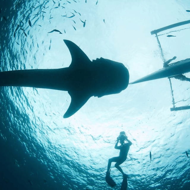 Cebu: Oslob Whaleshark Experience Shared Tour - Key things that make this tour worth your attention