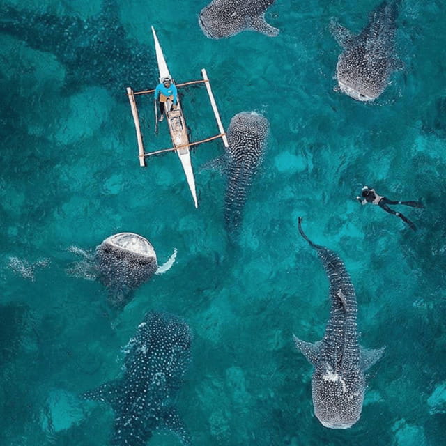 Cebu: Oslob Whaleshark Experience Shared Tour - Oslob whale sharks, without the headache