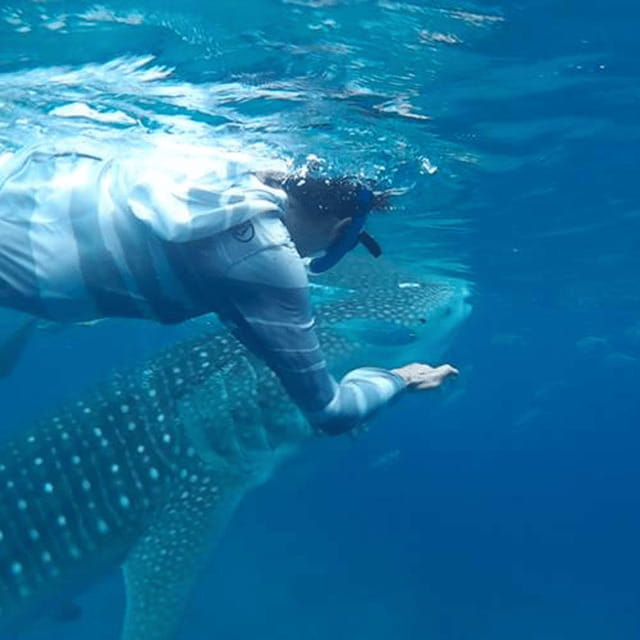 Cebu: Oslob Whaleshark Experience Shared Tour - Your full-day plan in order: from pickups to SM City Cebu