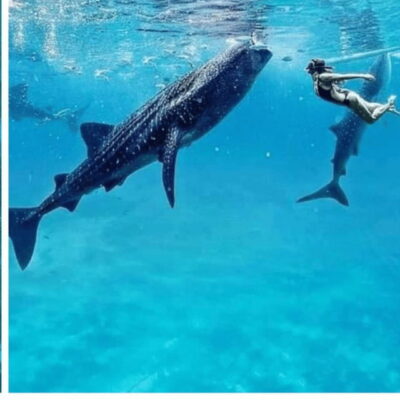 Cebu: Oslob Whaleshark Experience Shared Tour - Price and what’s actually included (and why it matters)