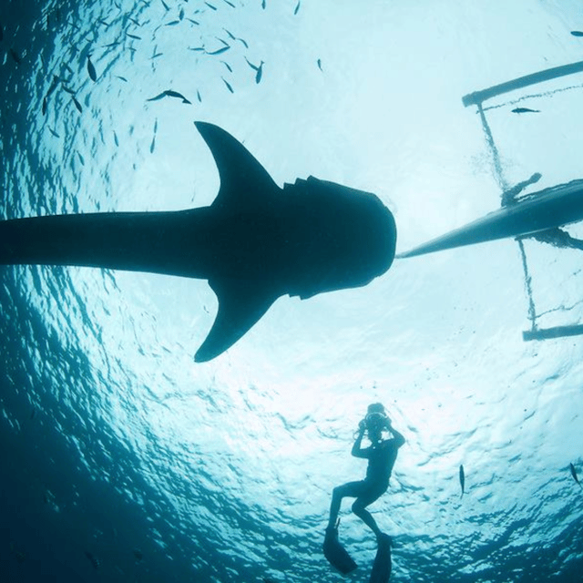 Cebu: Oslob Whaleshark Experience Shared Tour - What to pack (and what could get you turned away)