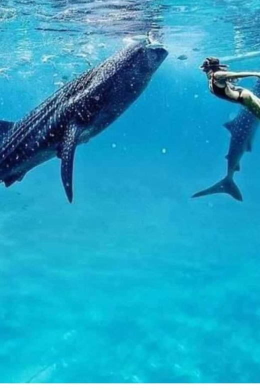 Cebu: Oslob Whaleshark Experience Shared Tour - The ethical side of Oslob: respect is part of the experience