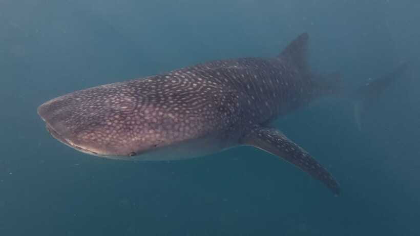 Cebu Oslob Whaleshark, Moalboal Sardines Run&Inambakan Falls - Moalboal Sardine Run snorkeling: the school of fish part