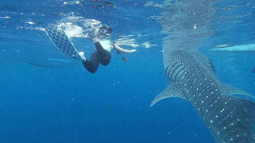 Cebu: Oslob Whaleshark & Sardines Run Snorkeling Day Tour - Who should book this tour (and who should skip it)