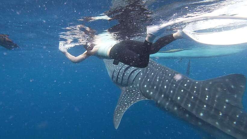 Cebu: Oslob Whaleshark & Sardines Run Snorkeling Day Tour - Turtle snorkeling chances: green and hawksbill where you should look