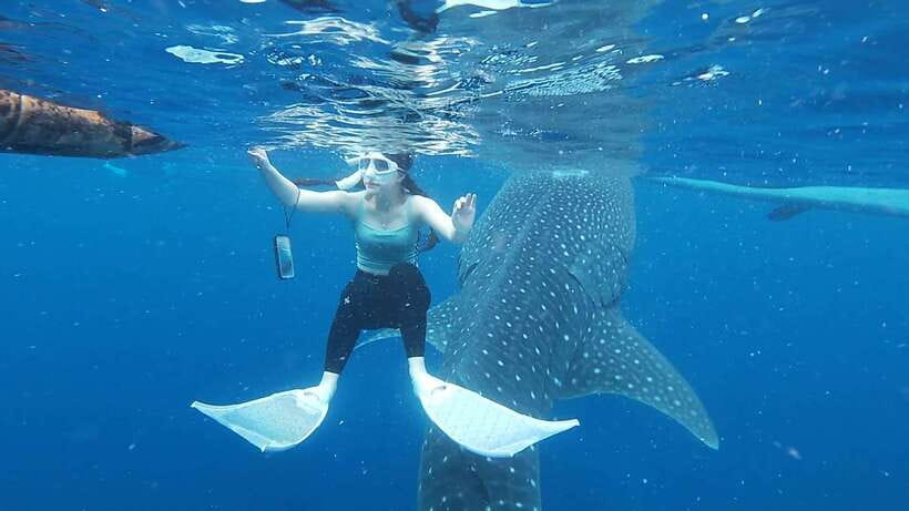 Cebu: Oslob Whaleshark & Sardines Run Snorkeling Day Tour - How the day runs: pickup times, the transfer, and why you’ll feel it