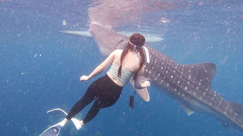 Cebu: Oslob Whaleshark & Sardines Run Snorkeling Day Tour - What to bring (and what to rent): the small stuff that makes a big difference