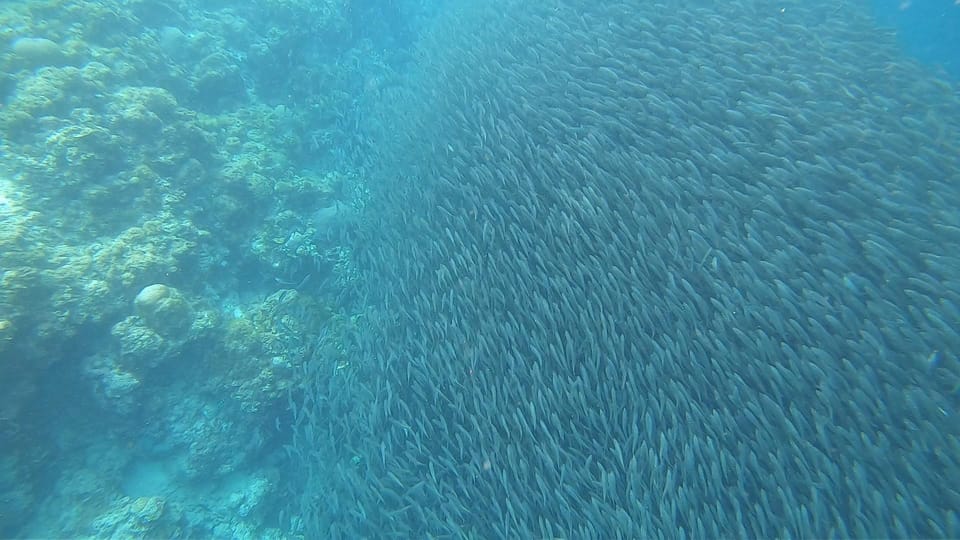 Cebu: Oslob Whaleshark & Sardines Run Snorkeling Day Tour - Getting the best photos: guide help + smart positioning