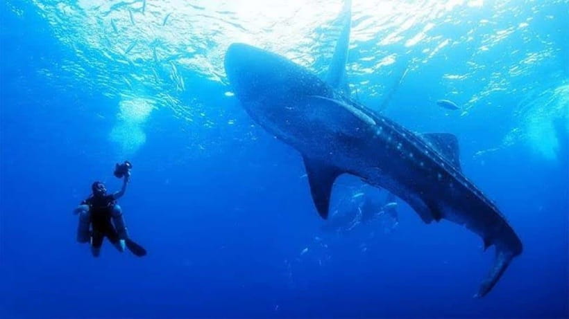 Cebu: Oslob Whaleshark Scuba Diving & Sumilon Sanctuary - Key points to know before you go