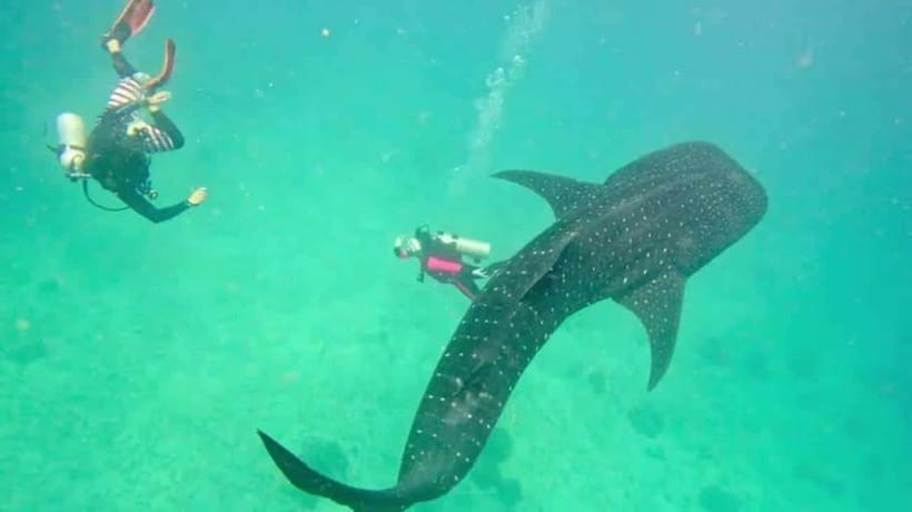 Cebu: Oslob Whaleshark Scuba Diving & Sumilon Sanctuary - Whale sharks in Oslob: what the scuba format really changes