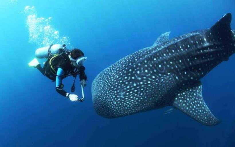 Cebu: Oslob Whaleshark Scuba Diving & Sumilon Sanctuary - A real 8-hour itinerary: pickups, boats, and when you’ll feel tired