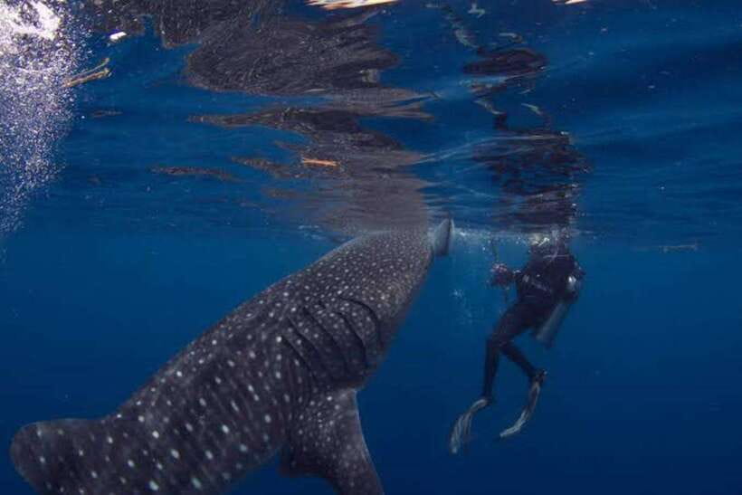 Cebu: Oslob Whaleshark Scuba Diving & Sumilon Sanctuary - Guides, conservation talk, and the human details that affect the day