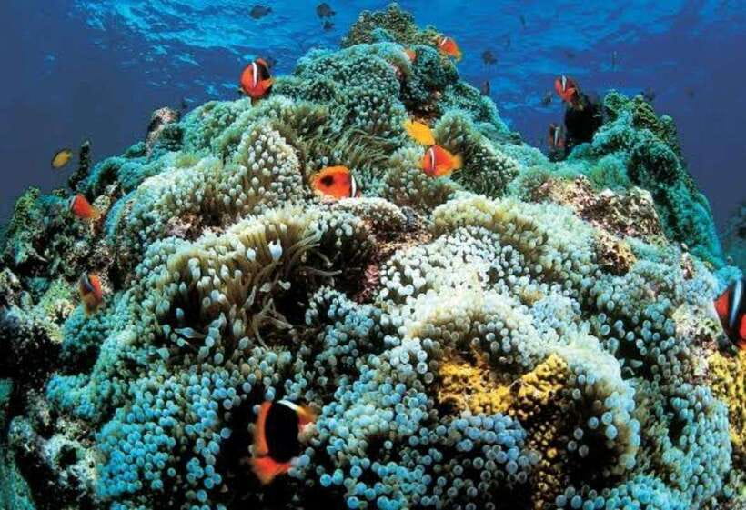 Cebu: Oslob Whaleshark Scuba Diving & Sumilon Sanctuary - Who should book this Oslob + Sumilon day