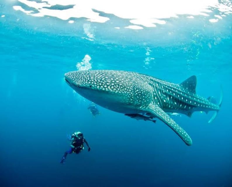 Cebu: Oslob Whaleshark Scuba Diving & Sumilon Sanctuary - FAQ