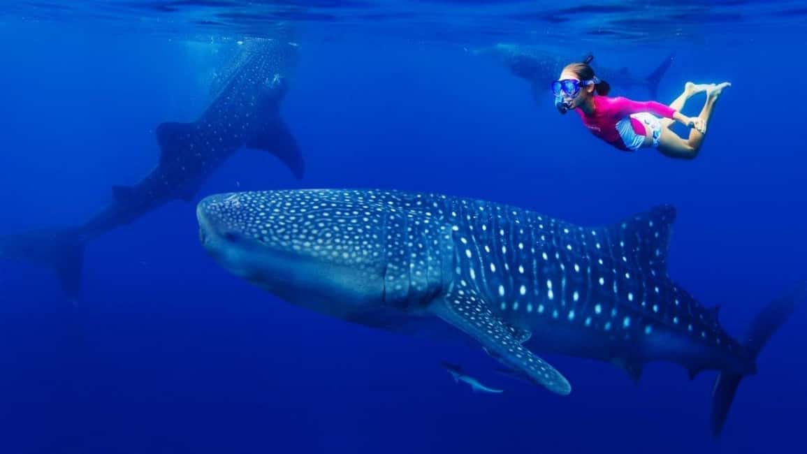Cebu Oslob Whaleshark, Tumalog Falls&Sumilon Island(Private) - Key highlights that matter