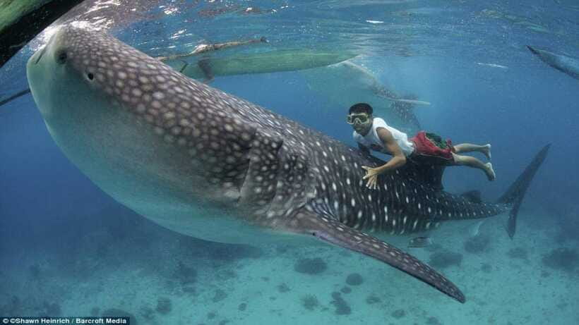 Cebu Oslob Whaleshark, Tumalog Falls&Sumilon Island(Private) - Tumalog Falls: The Cold Water Reset After Salt and Sun