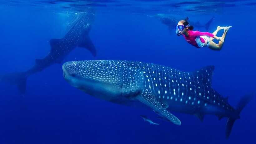 Cebu Oslob Whaleshark, Tumalog Falls&Sumilon Island(Private) - Price and Value: Is $135 Worth It?