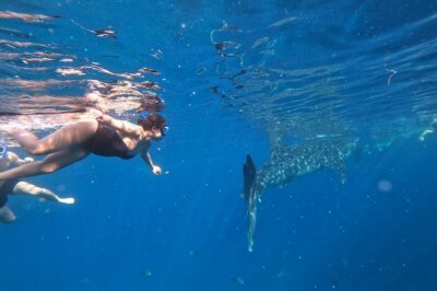 Cebu Oslob Whalesharks, Sumilon & Kawasan Waterfalls Tour - Oslob whale sharks: the morning priority game