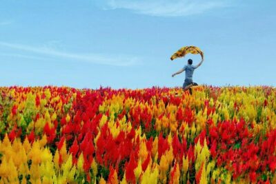Cebu: Private Twin City Tour +Temple of Leah + Sirao Flower Farm - Cebu City Classics You’ll Actually Walk Through