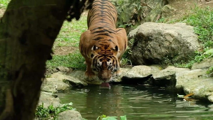 Cebu Safari & Adventure Park: Wildlife Tour with Transfers - Key things to know before you go