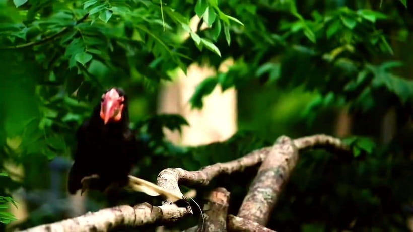 Cebu Safari & Adventure Park: Wildlife Tour with Transfers - Tips to make your day smoother
