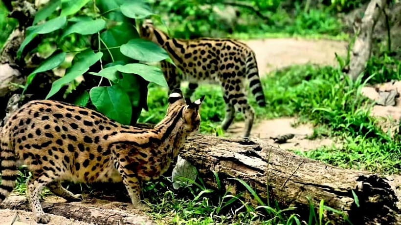 Cebu Safari & Adventure Park: Wildlife Tour with Transfers - Cebu Safari & Adventure Park: What makes it feel different