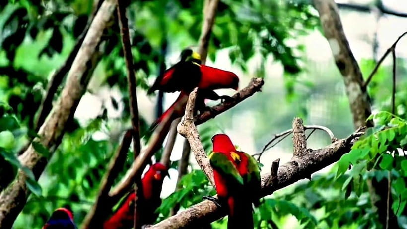 Cebu Safari & Adventure Park: Wildlife Tour with Transfers - Inside the safari: how the guided tour helps you spot animals