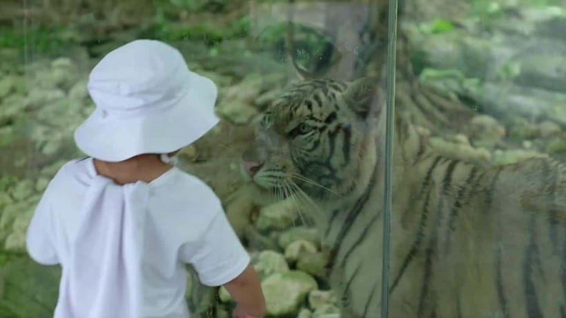 Cebu Safari & Adventure Park: Wildlife Tour with Transfers - Close encounters and live shows: when education becomes hands-on