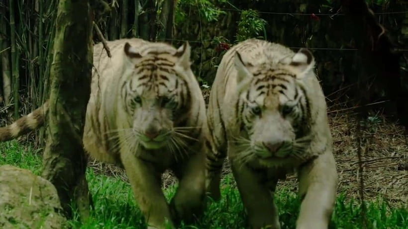 Cebu Safari & Adventure Park: Wildlife Tour with Transfers - Botanical gardens and nature trails: the break you’ll need