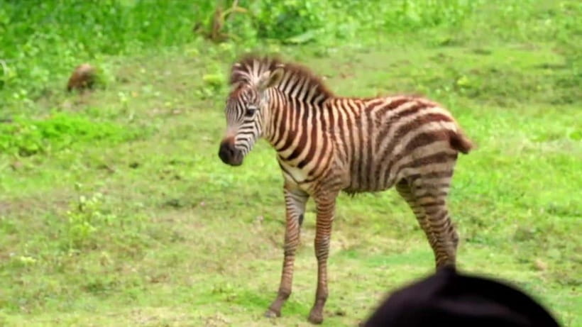 Cebu Safari & Adventure Park: Wildlife Tour with Transfers - Lunch, snacks, and the drink rule to watch
