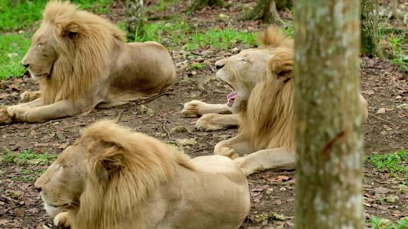 Cebu Safari & Adventure Park: Wildlife Tour with Transfers - Price and value: what $103 covers (and what it doesn’t)
