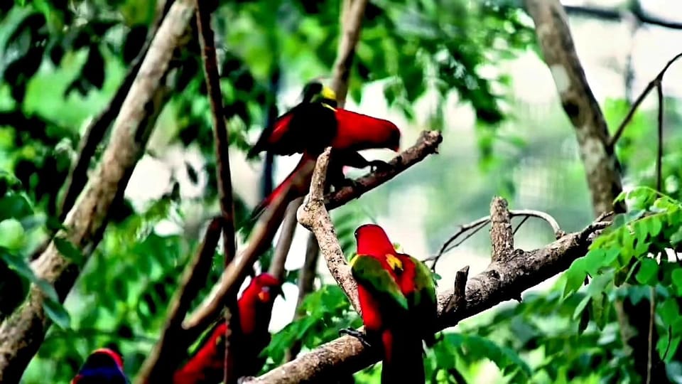 Cebu Safari & Adventure Park: Wildlife Tour with Transfers - Who should book this tour, and who should skip it