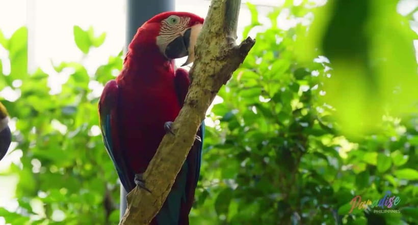 Cebu Safari & Adventure Park: Wildlife Tour with Transfers - The transfer day from Cebu City: easy pickup, real road time