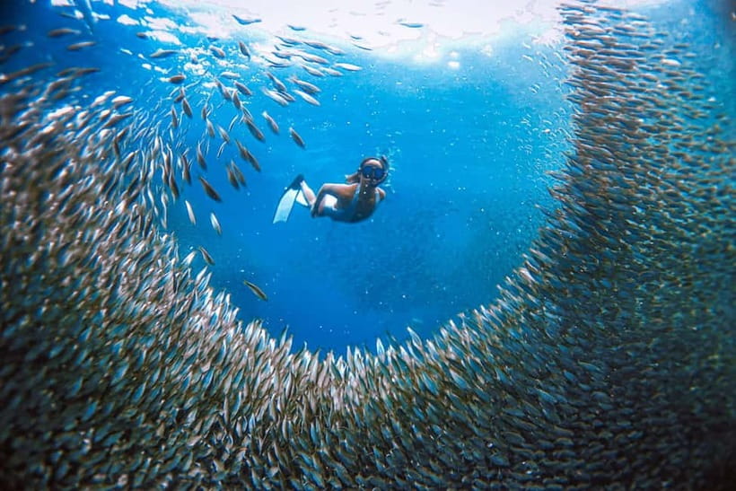 Cebu: Sardine Run Snorkeling, Mantayupan Falls & ATV Thrills - Quick hits before you go