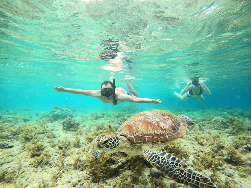 Cebu: Sardine Run Snorkeling, Mantayupan Falls & ATV Thrills - Sea turtles in Moalboal: getting close without stressing them