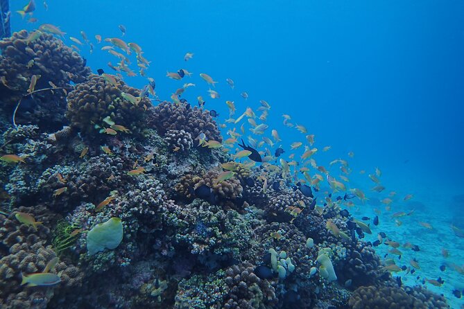 Cebu: Scuba Diving Experience beach entry in Mactan - Shallow Practice in 1-Meter Water (Then You Go Step by Step)