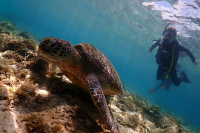 Cebu: Scuba Diving Experience beach entry in Mactan - The Shop Briefing: Where You Learn to Breathe and Move