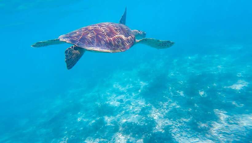 Cebu: Sumilon Sand Bar, Whale Sharks & Sardines Snorkeling - Key things I’d plan around before booking